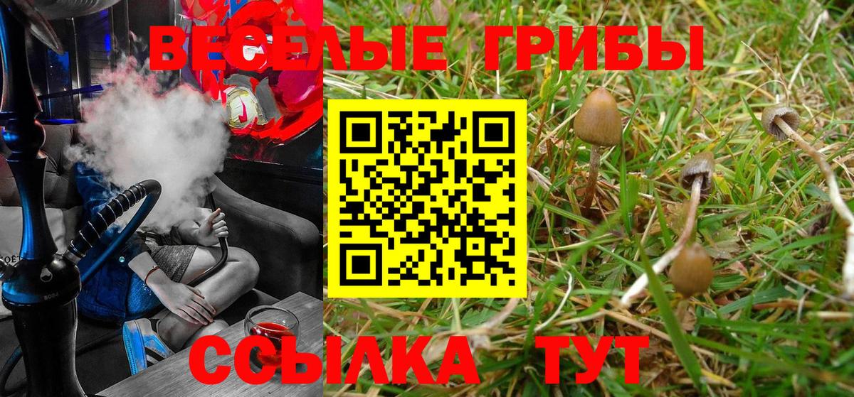 Галлюциногенные грибы Psilocybe Октябрьский